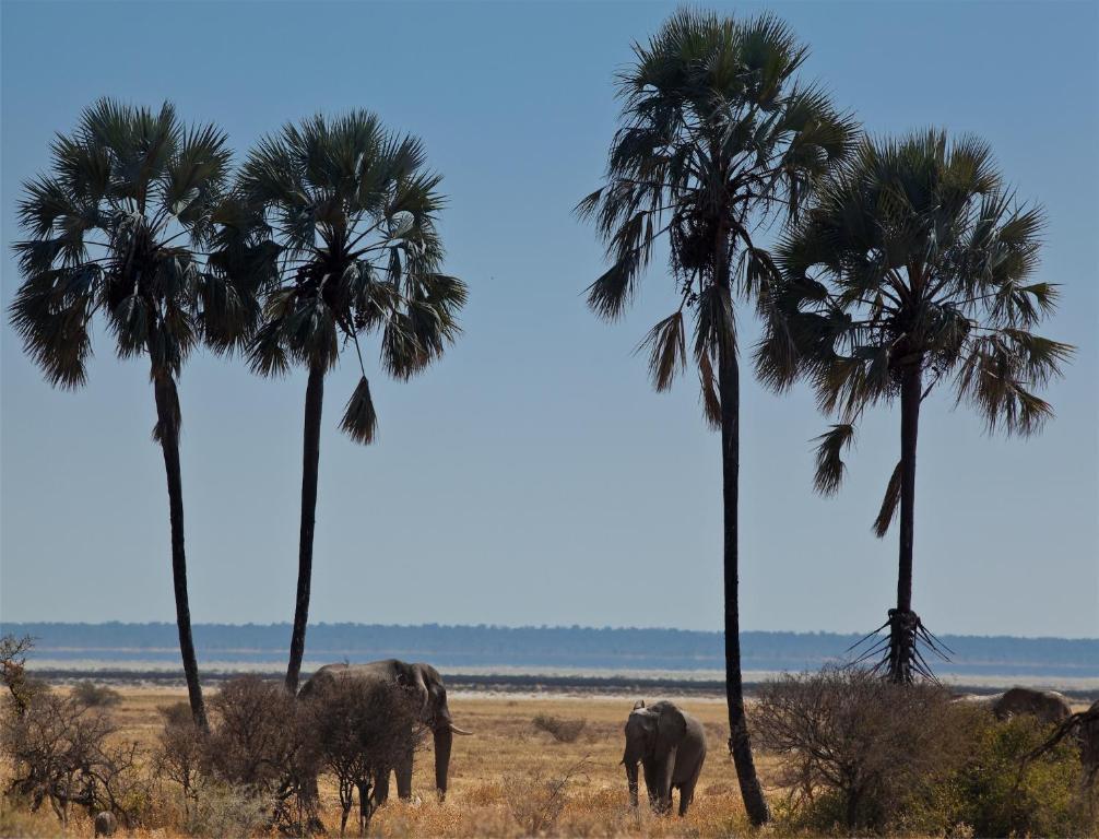 Villa Mokuti Etosha Fort Fort Namutoni Exterior foto